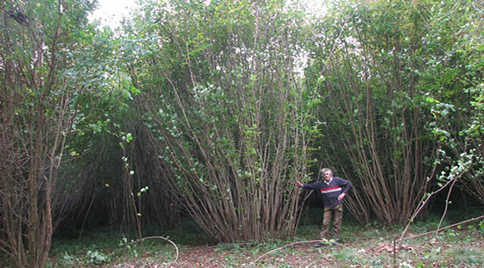 16+ Hazel Plants For Coppicing