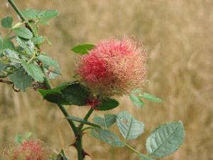 Rawhaw Flowers